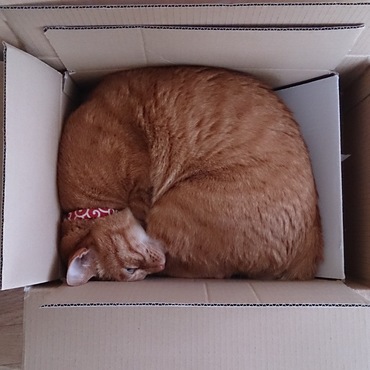 みっちり(*´ω`*)