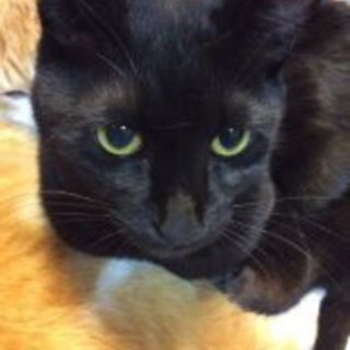 猫と仲良く出来ます黒猫「ゴマくん」