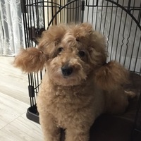 カノン