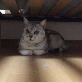 高齢者からの保護アメ柄の「ジニー」