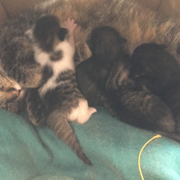 広々になってママもゆったりと授乳かな