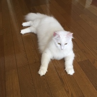 アメリア