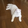 アメリア