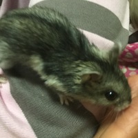 ぴー三郎