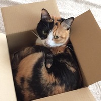 みこもと