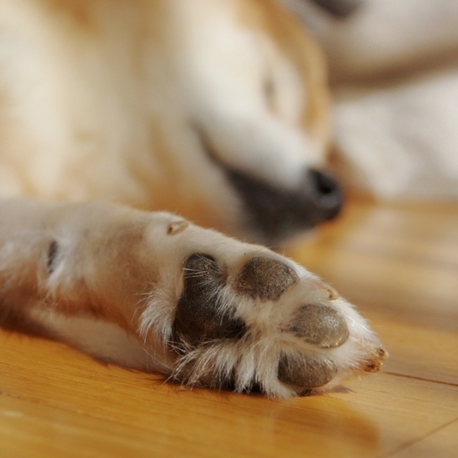 わたなべ家のねこ手帖のカバー写真