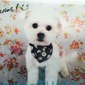 【里親募集】元気なミックス犬の１歳の男の子です