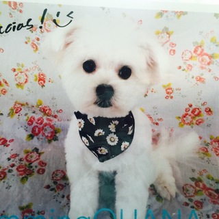 【里親募集】元気なミックス犬の１歳の男の子です