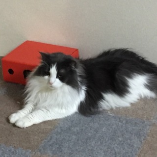 ノルウェージャン里親募集！