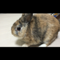 ミニウサギの里親募集