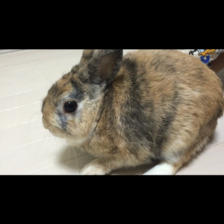 ミニウサギの里親募集