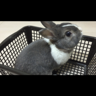 ミニウサギの里親募集