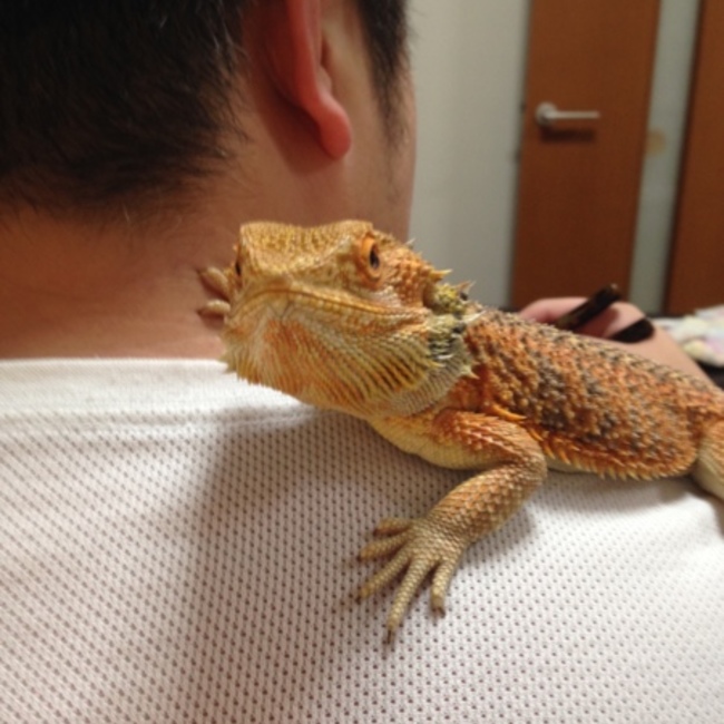 ジリリのカバー写真