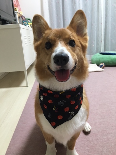 こたろう