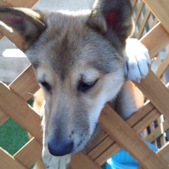 トモにのカバー写真