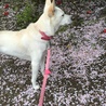 桜吹雪