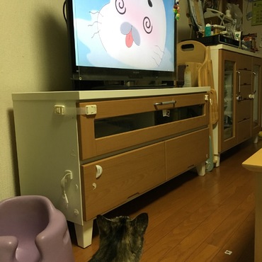 ゴマちゃんのキュイーンが気になるようです。