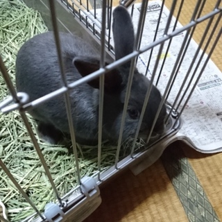 ミニうさぎ 里親募集