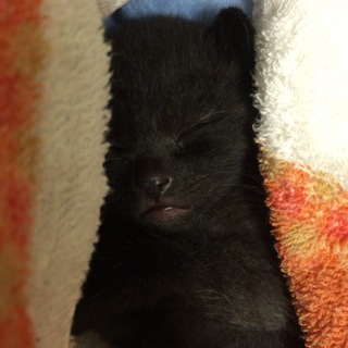黒猫カーヤ