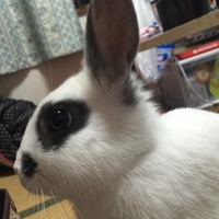 藤川美穂