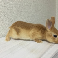 ルル