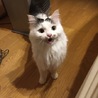 中山ねこ家(保護活動者)