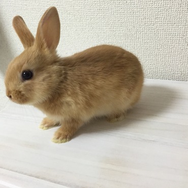 の写真