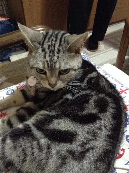 ひめ