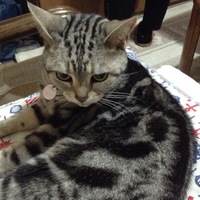 ひめ