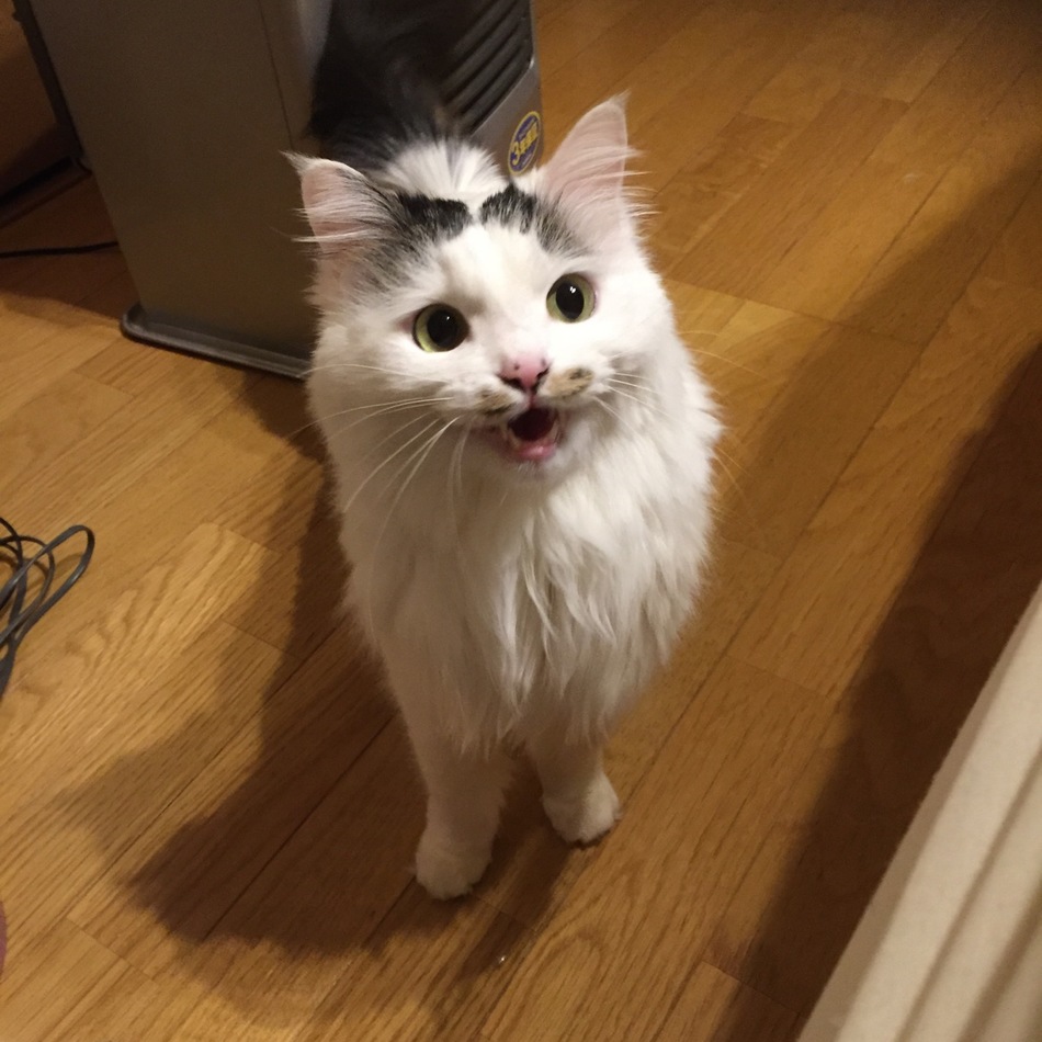 みーちゃんのカバー写真