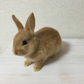 応募のみなさんありがとうございます。里親決定！