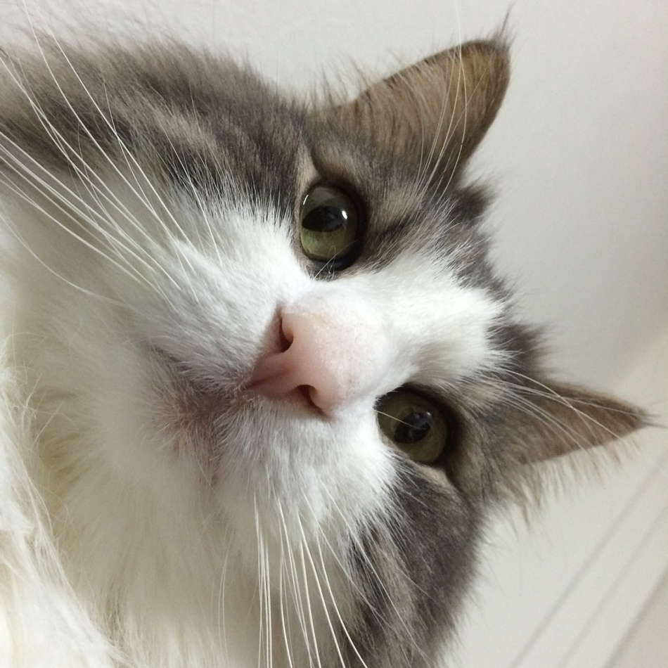 シュシュのカバー写真