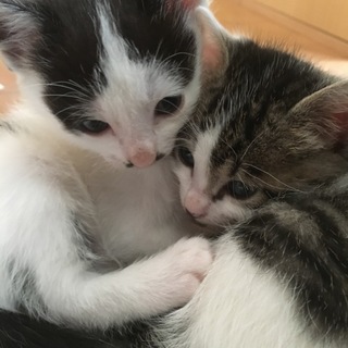 3月1日生まれ！の赤ちゃんの里親募集！