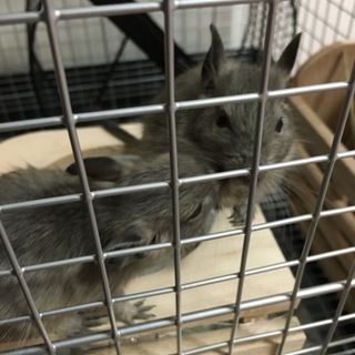 ブルーデグーのペア里親募集