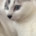 10ヶ月の猫の里親募集してます！