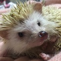 急募！ハリネズミの里親募集(一時停止中)