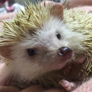 急募！ハリネズミの里親募集(一時停止中)