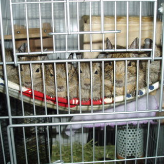 おかげさまで良い里親様に決まりました