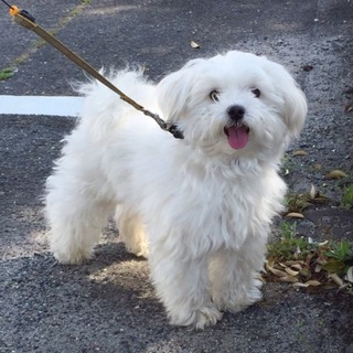 マルチーズの男の子3歳