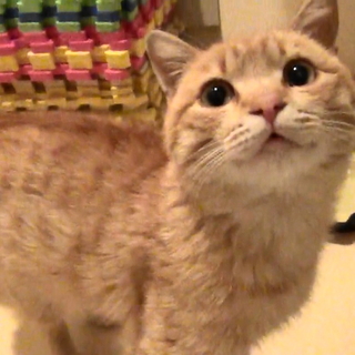 ８ヶ月☆オス未去勢☆抱っこ大好き甘えん坊