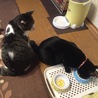 の写真