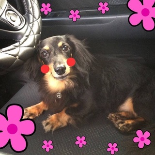 里親募集です！