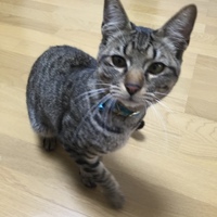 まつ