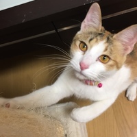 ゆめ