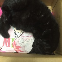 めい