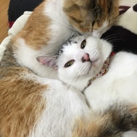つぼみ