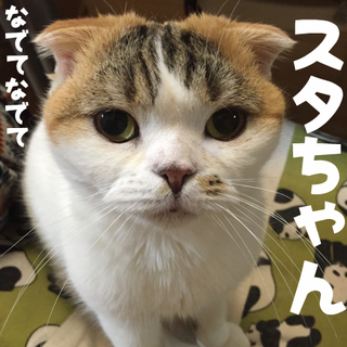 スコティッシュホールドの女の子　スタちゃん