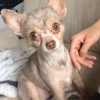 チップ