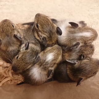 応募者多数のため一旦募集を締め切りらせて頂きます