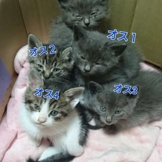 【 一時停止】生後１ヶ月の子猫